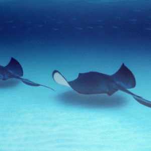 Stingray
