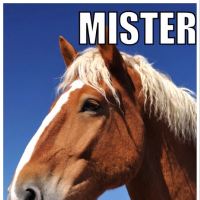 Mister horse